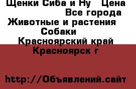 Щенки Сиба и Ну › Цена ­ 35000-85000 - Все города Животные и растения » Собаки   . Красноярский край,Красноярск г.